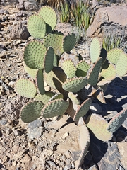Opuntia rufida