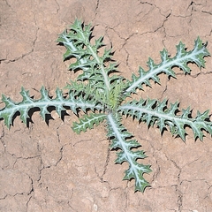 Argemone mexicana