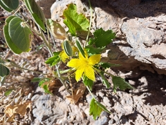 Eucnide bartonioides