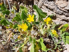 Eucnide bartonioides