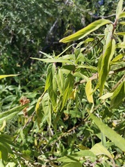 Anisacanthus puberulus