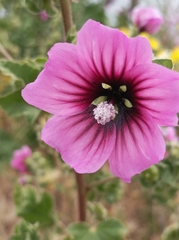 Malva arborea