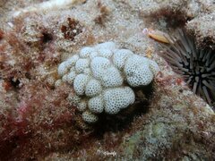 Porites brighami
