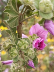 Malva arborea