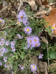 Symphyotrichum oblongifolium