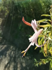 Anisacanthus puberulus
