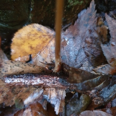 Macrotyphula fistulosa