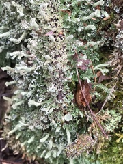 Cladonia coniocraea