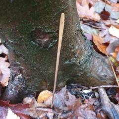 Macrotyphula fistulosa