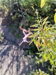 Anisacanthus puberulus