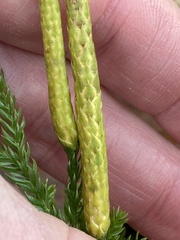 Dendrolycopodium