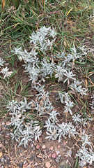 Artemisia ludoviciana