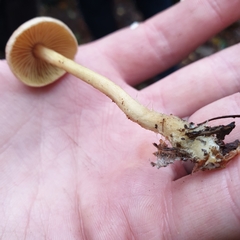 Collybiopsis peronata