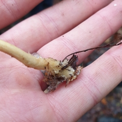 Collybiopsis peronata