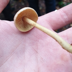 Collybiopsis peronata