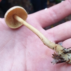 Collybiopsis peronata