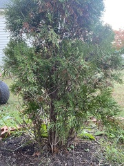 Thuja occidentalis