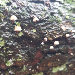 Mycena meliigena