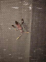 Leptoglossus corculus