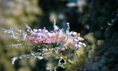 Coryphellina exoptata