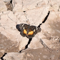 Chlosyne lacinia adjutrix