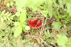 Sarcoscypha austriaca