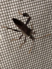 Leptoglossus corculus