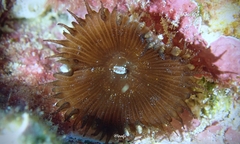 Palythoa mutuki