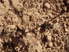 Creophilus maxillosus