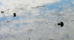 Trachemys scripta elegans