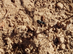 Creophilus maxillosus