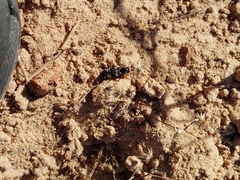 Creophilus maxillosus