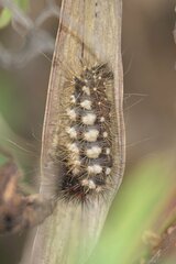 Acronicta longa