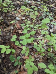 Symphoricarpos mollis