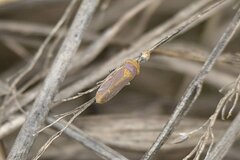 Oncometopia hamiltoni