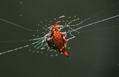 Gasteracantha diardi