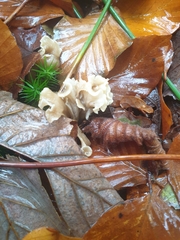 Craterellus undulatus