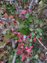 Ceratostigma plumbaginoides