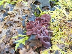 Ascocoryne cylichnium