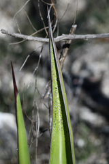 Agave gentryi