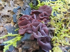 Ascocoryne cylichnium