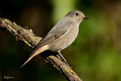 Phoenicurus ochruros