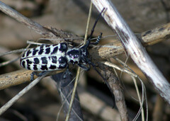 Plectrodera scalator