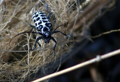 Plectrodera scalator