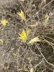 Mentzelia laevicaulis