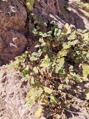Malvella leprosa