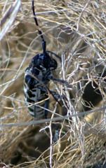 Plectrodera scalator