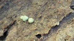 Trichoderma gelatinosum