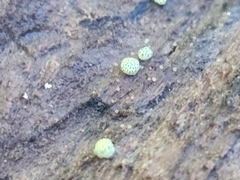 Trichoderma gelatinosum