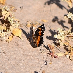 Chlosyne lacinia adjutrix
